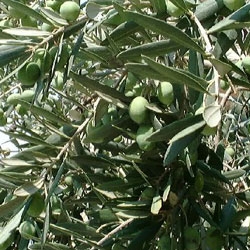 Launching at Marrakesh from fund 'olea Capital'