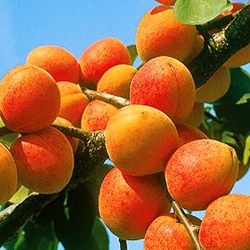 Study Day on the apricot in Marrakech