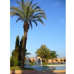 Real Estate: Marrakech wants to counter the& # 8217 ;amateurism