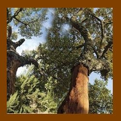 Forests: Overexploitation disturbing