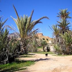 The backup program of the Palmeraie