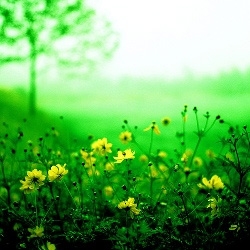 Festival of the art of the garden in Marrakech: 4th edition