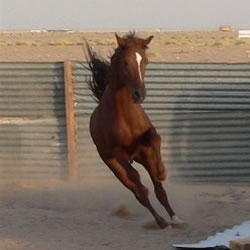Horse Riding in Marrakech