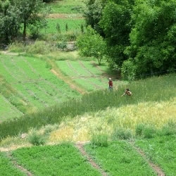 The small-scale agriculture in the area of Marrakesh, tensift-Al haouz
