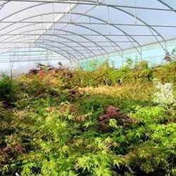 The nurseries of Rmat