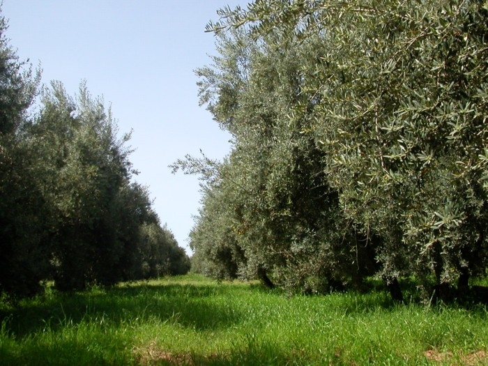 The gardens d’agdal