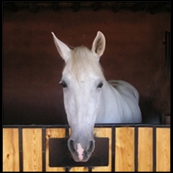 The hoofs of the Ourika