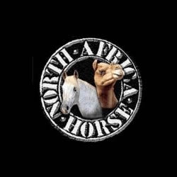 North Africa Horse