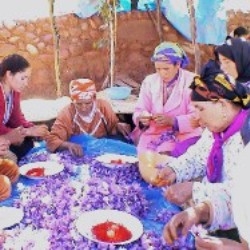 The Safraniere of the Ourika