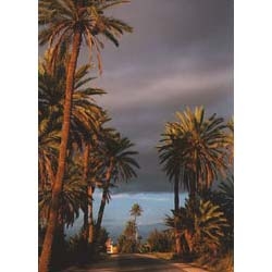 An antenna palm tree in the palmgrove.