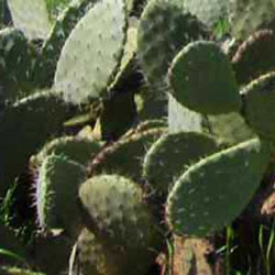 To feed from Cactus, this is possible!