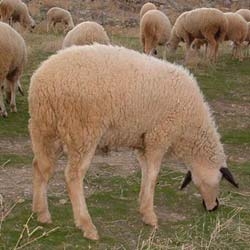 After the new year's eve, the mutton takes the notes